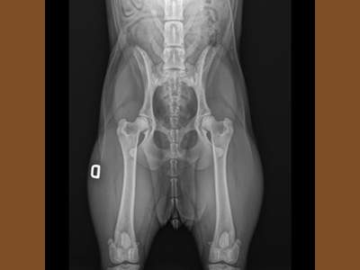 I controlli ufficiali per la displasia di anca e gomito