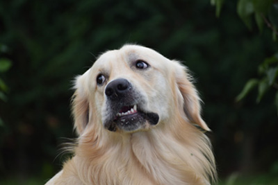 Le oculopatie ereditarie - Controlli ufficiali